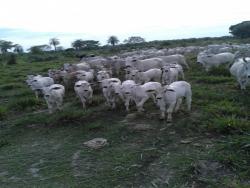 #1162 - Fazenda para Venda em Porto Murtinho - MS - 2