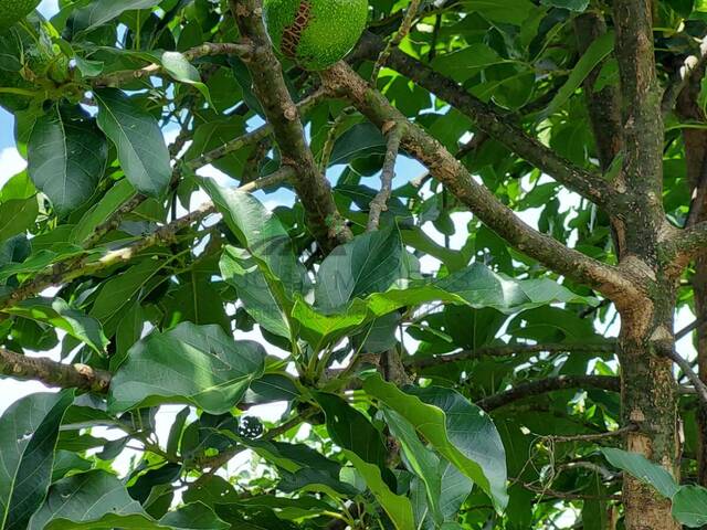 Chácara para Venda em Bom Jesus dos Perdões - 5